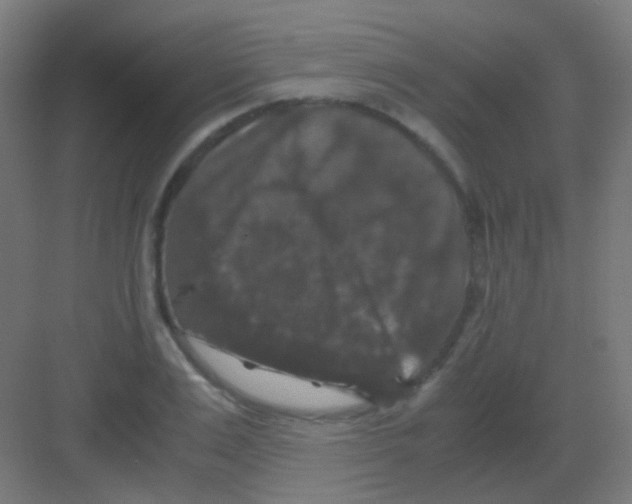 X0000081390983200702090033