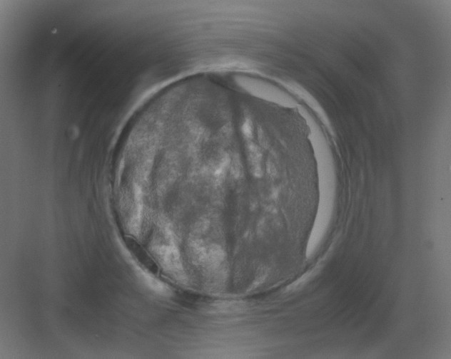 X0000081390989200702090033