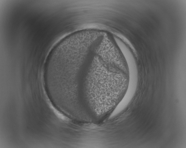 X0000081390991200702090033