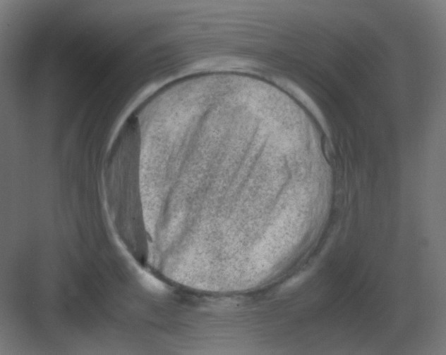 X0000081390997200702090033