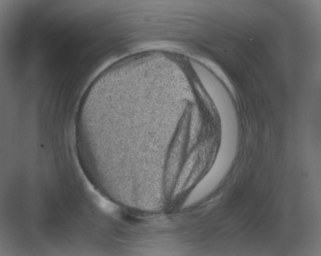 X0000081390999200702090033