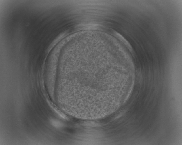 X0000081391002200702090033