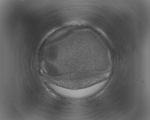 X0000081391018200702090032