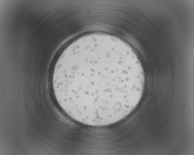 X0000081391020200702090032