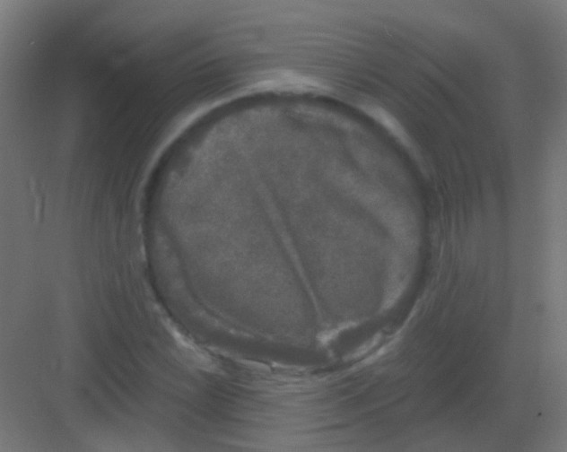 X0000081391022200702090032