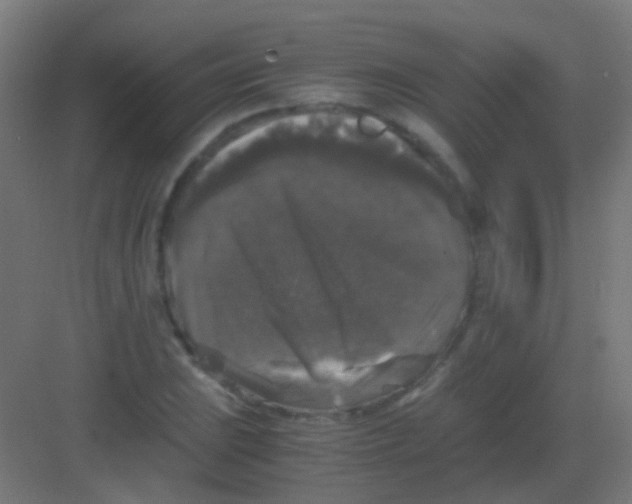 X0000081391023200702090032