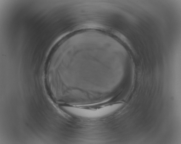 X0000081391024200702090032