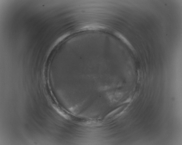 X0000081391026200702090032