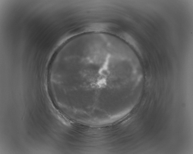 X0000081391035200702090032