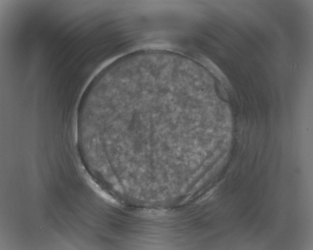 X0000081391036200702090032