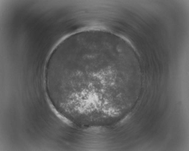 X0000081391038200702090032