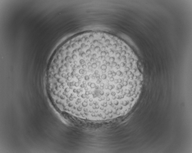 X0000081391040200702090033