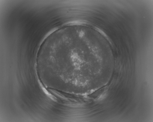 X0000081391042200702090033