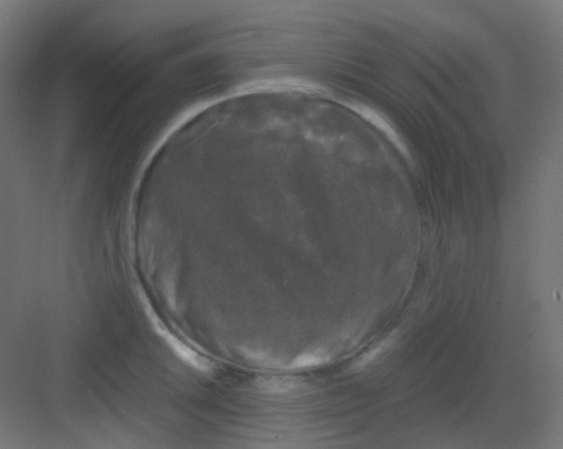 X0000081391046200702090033