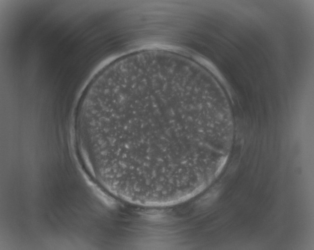 X0000081391048200702090033