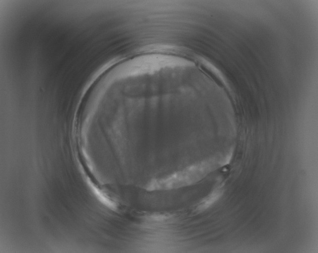 X0000081391050200702090033