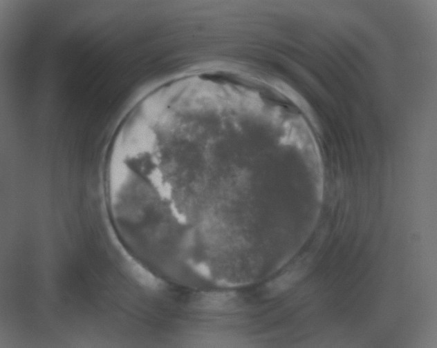 X0000081391055200702090033