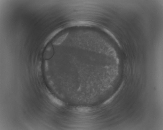 X0000081391066200702090032