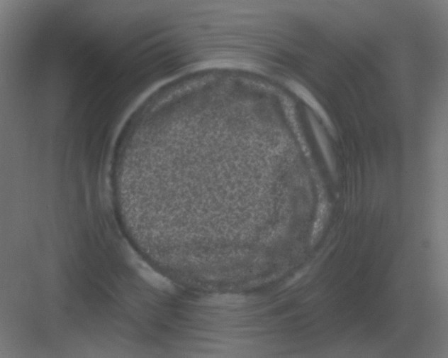 X0000081391068200702090032