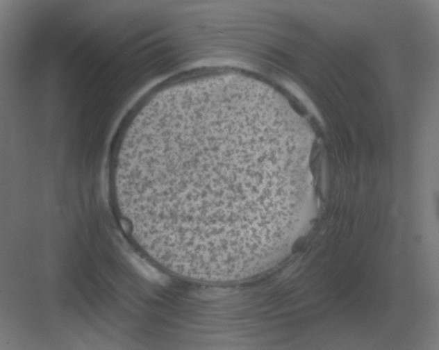 X0000081391076200702090032