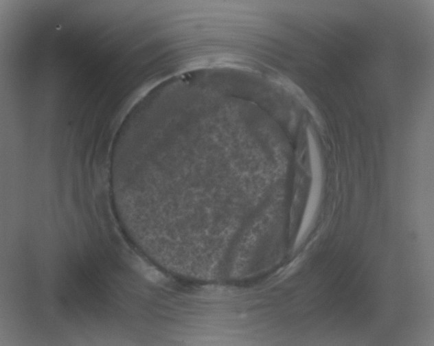 X0000081391081200702090032