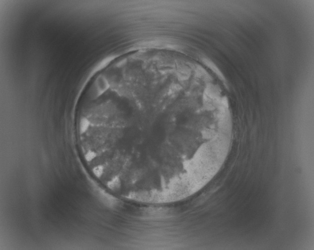 X0000081391087200702090031