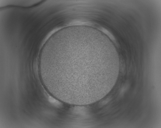 X0000081391094200702090031