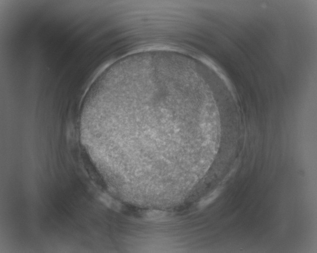 X0000081391097200702090031