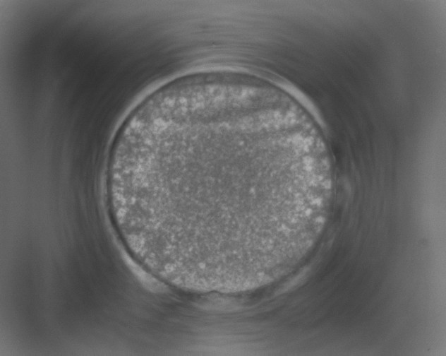 X0000081391101200702090031