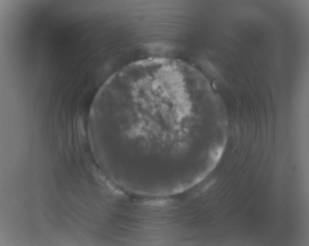 X0000081391106200702090030