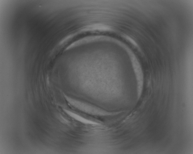 X0000081391112200702090031