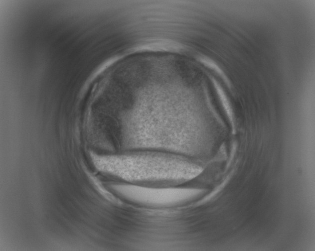 X0000081391114200702090031