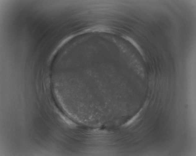 X0000081391115200702090031