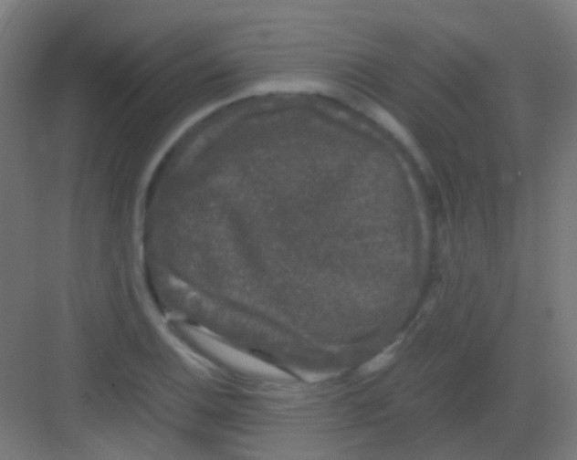 X0000081391124200702090031