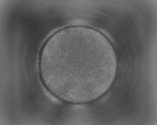 X0000081391126200702090031