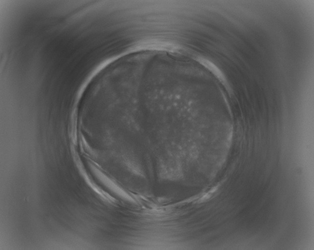 X0000081391128200702090031