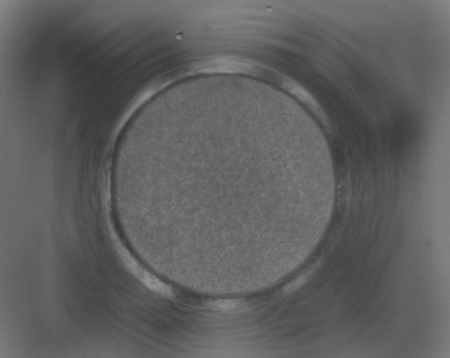 X0000081391130200702090031