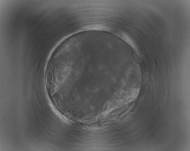 X0000081391132200702090031