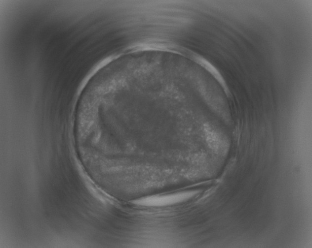 X0000081391146200702090031