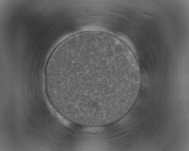 X0000081391150200702090031