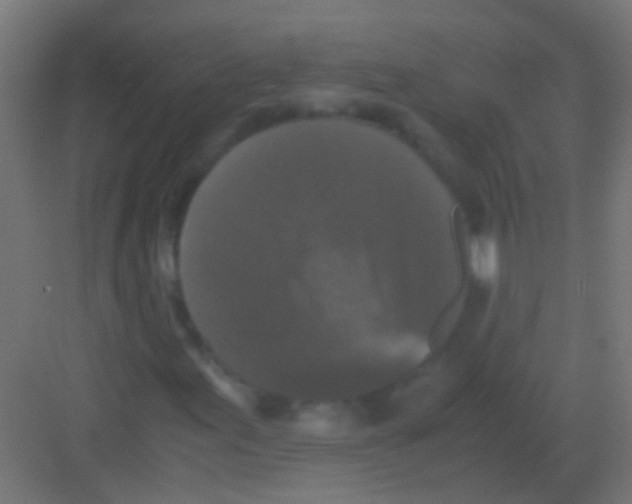 X0000081391155200702090030