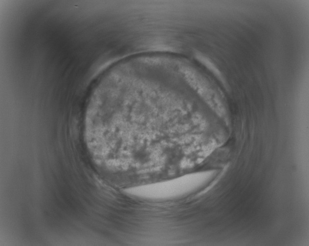 X0000081391163200702090030