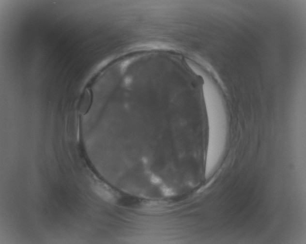 X0000081391171200702090030