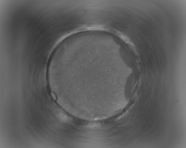 X0000081391174200702090030