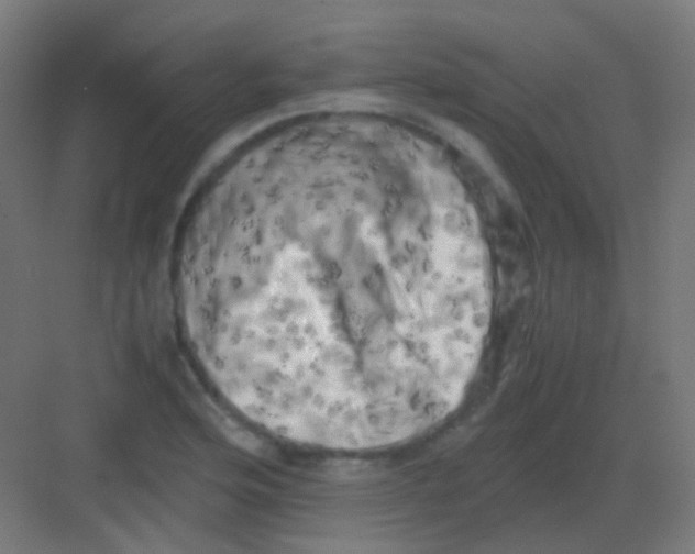 X0000081391176200702090030