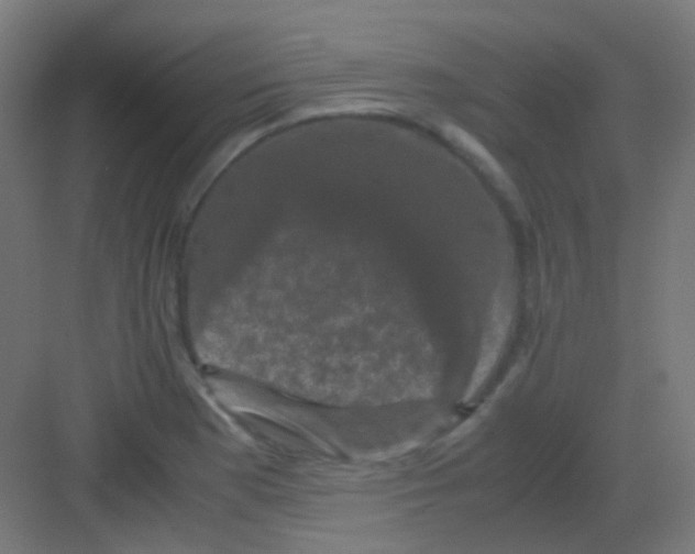 X0000081391177200702090030