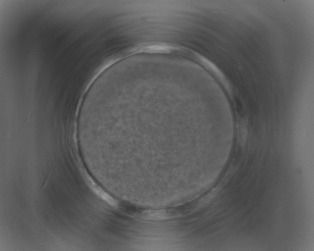 X0000081391194200702090030