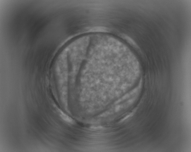 X0000081391212200702090029