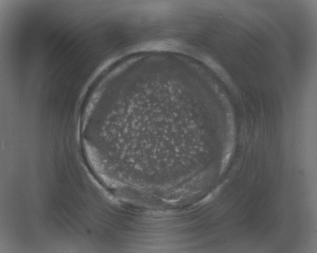 X0000081391224200702090029