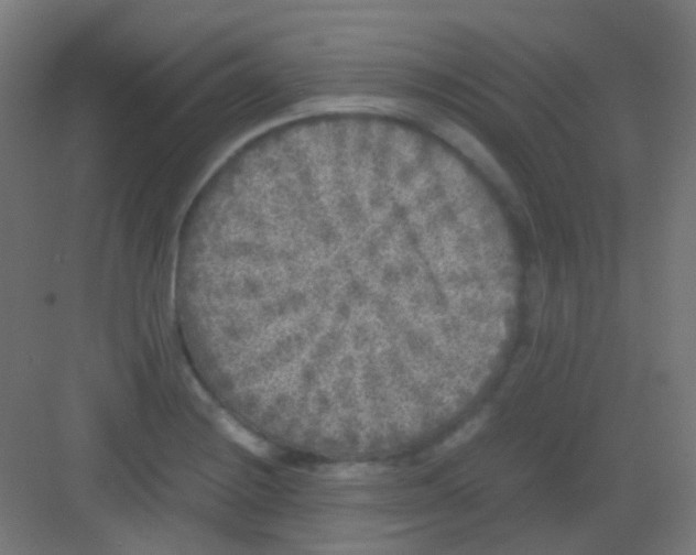 X0000081391228200702090029